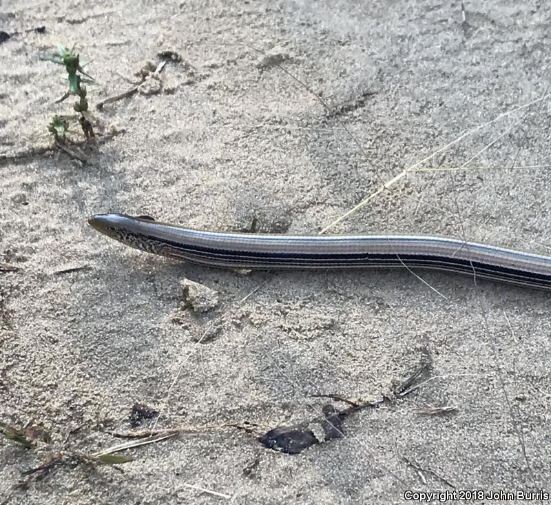 Western Slender Glass Lizard (Ophisaurus attenuatus attenuatus)