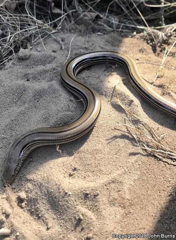 Western Slender Glass Lizard (Ophisaurus attenuatus attenuatus)