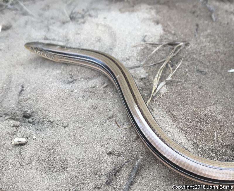 Western Slender Glass Lizard (Ophisaurus attenuatus attenuatus)