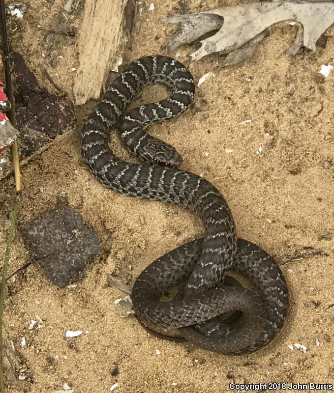 Blue Racer (Coluber constrictor foxii)