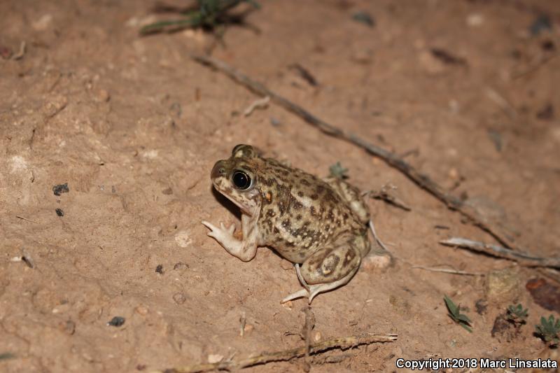 Plains Spadefoot (Spea bombifrons)