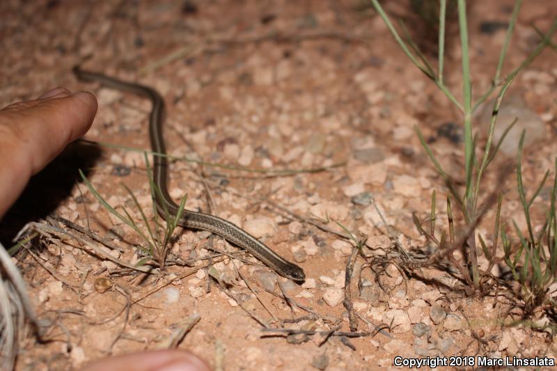 Lined Snake (Tropidoclonion lineatum)