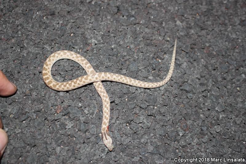 Texas Nightsnake (Hypsiglena jani texana)