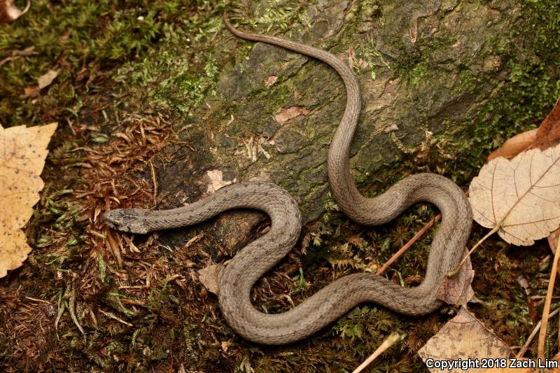 Northern Brownsnake (Storeria dekayi dekayi)