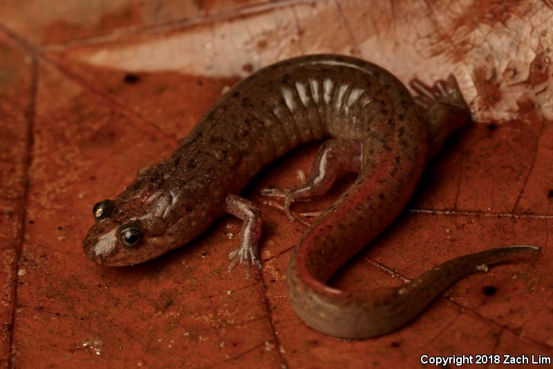 Seal Salamander (Desmognathus monticola)