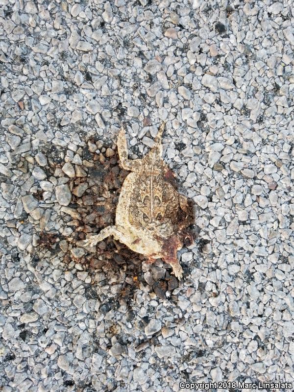 Texas Horned Lizard (Phrynosoma cornutum)