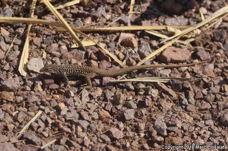 Common Checkered Whiptail (Aspidoscelis tesselata)