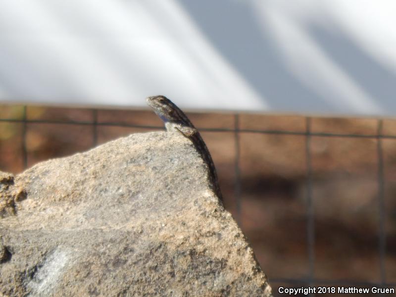 Great Basin Fence Lizard (Sceloporus occidentalis longipes)