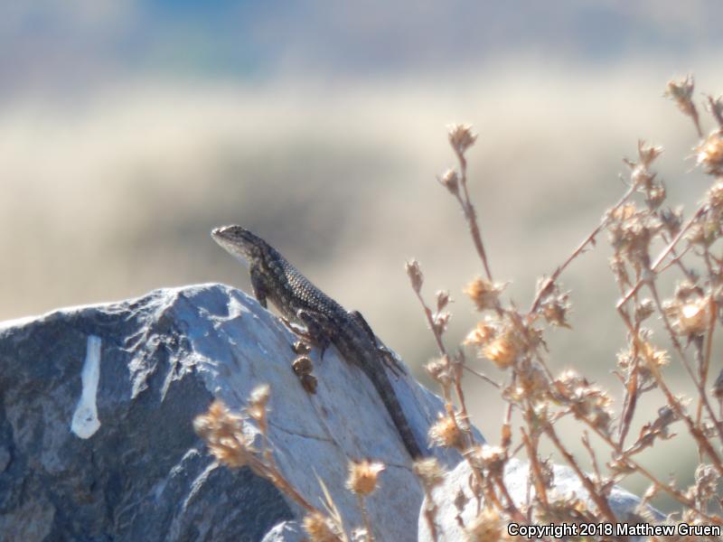 Great Basin Fence Lizard (Sceloporus occidentalis longipes)