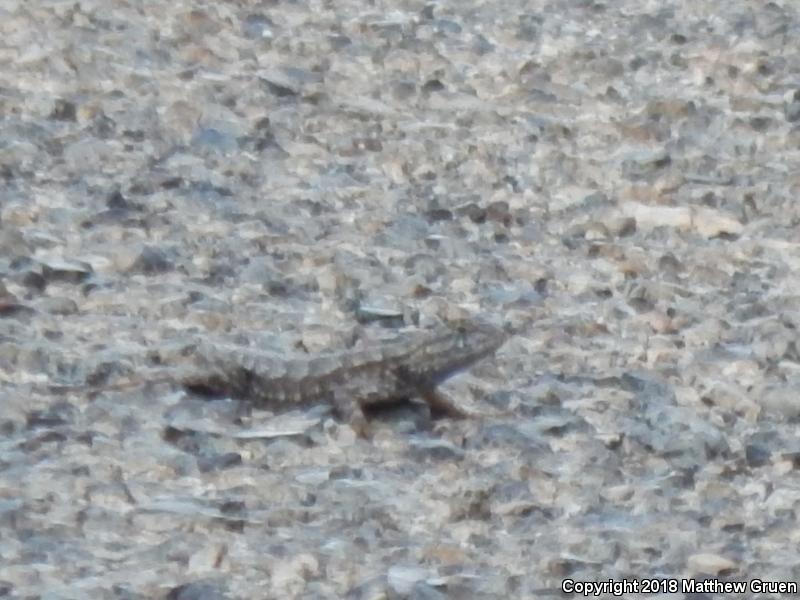 Great Basin Fence Lizard (Sceloporus occidentalis longipes)