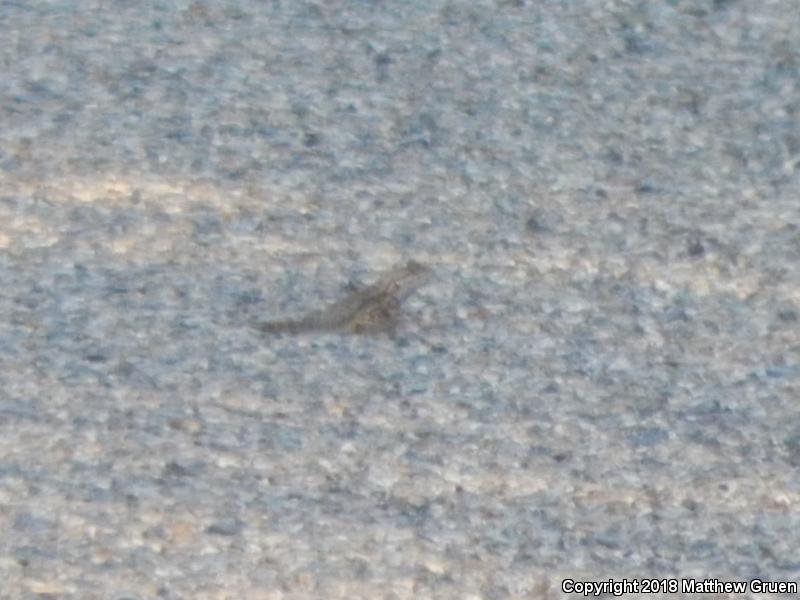 Great Basin Fence Lizard (Sceloporus occidentalis longipes)