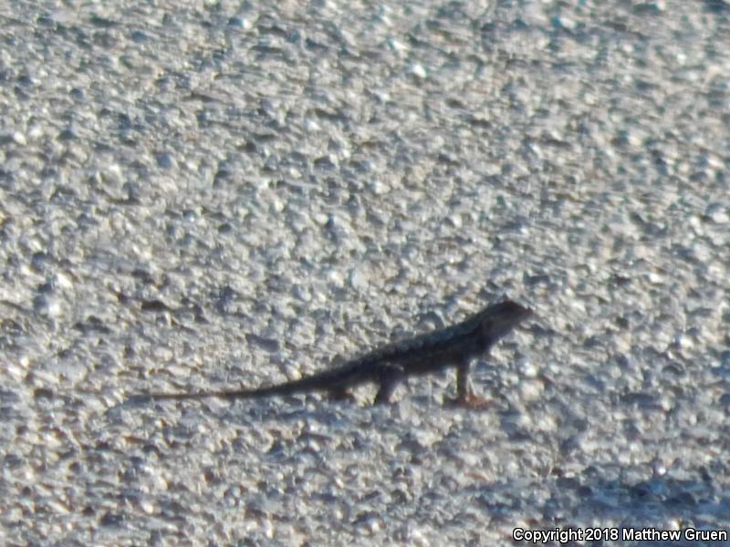 Great Basin Fence Lizard (Sceloporus occidentalis longipes)