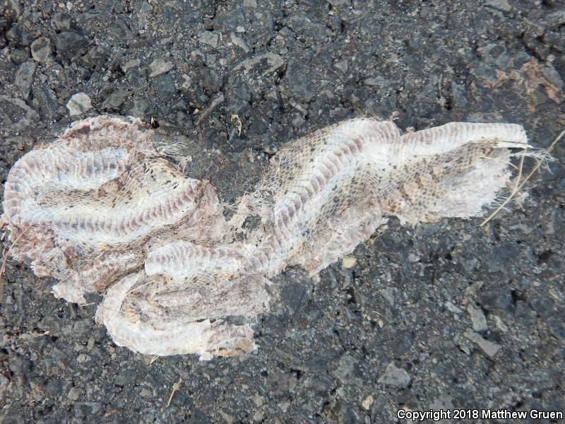 Mojave Glossy Snake (Arizona elegans candida)