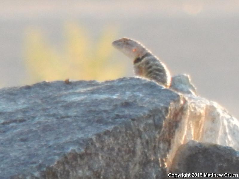 Yellow-backed Spiny Lizard (Sceloporus uniformis)