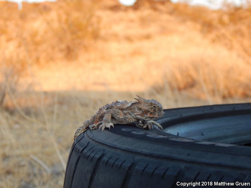 Southern Desert Horned Lizard (Phrynosoma platyrhinos calidiarum)