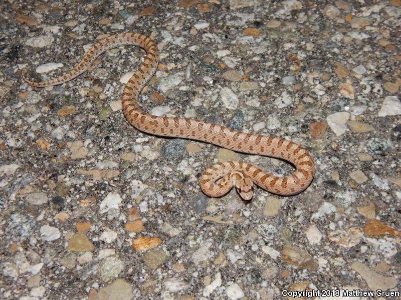 Mojave Glossy Snake (Arizona elegans candida)