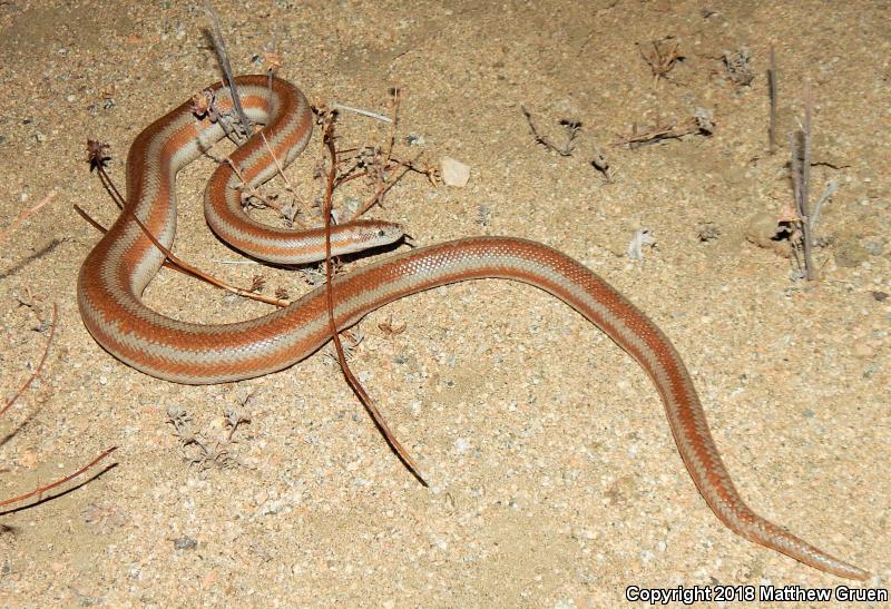 Desert Rosy Boa (Lichanura trivirgata gracia)