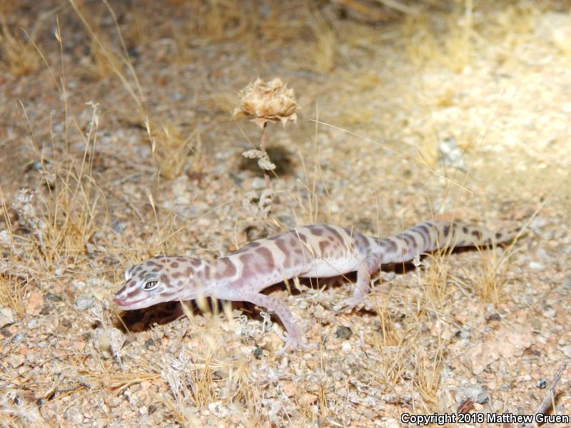 Desert Banded Gecko (Coleonyx variegatus variegatus)