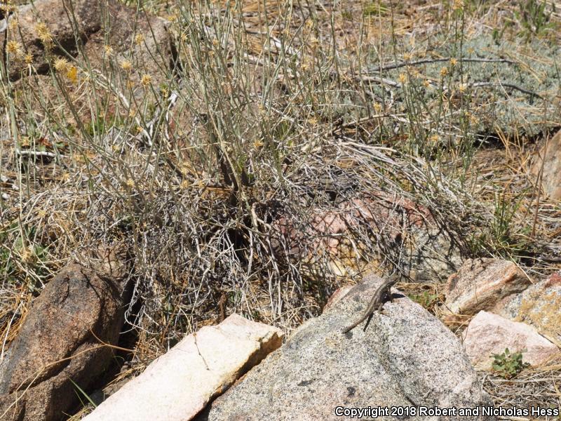 Western Sagebrush Lizard (Sceloporus graciosus gracilis)