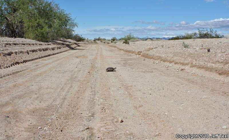 Desert Tortoise (Gopherus agassizii)