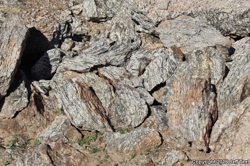 Western Side-blotched Lizard (Uta stansburiana elegans)