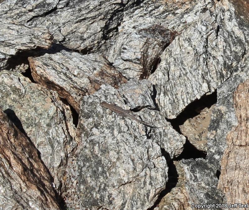 Western Side-blotched Lizard (Uta stansburiana elegans)