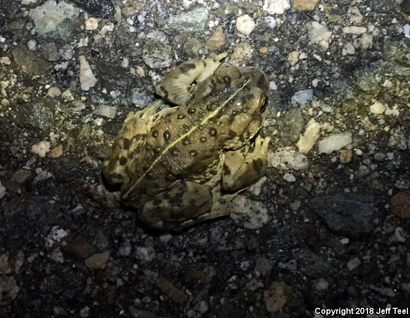 Southern California Toad (Anaxyrus boreas halophilus)