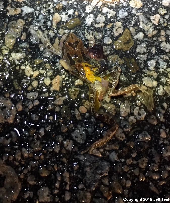 Baja California Treefrog (Pseudacris hypochondriaca)