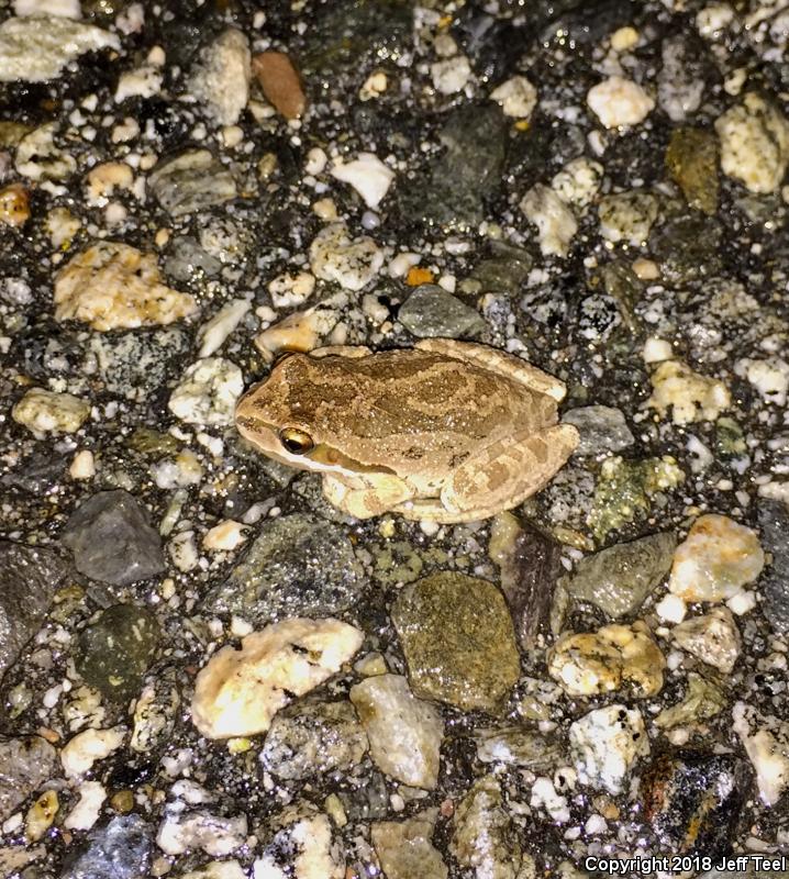 Baja California Treefrog (Pseudacris hypochondriaca)