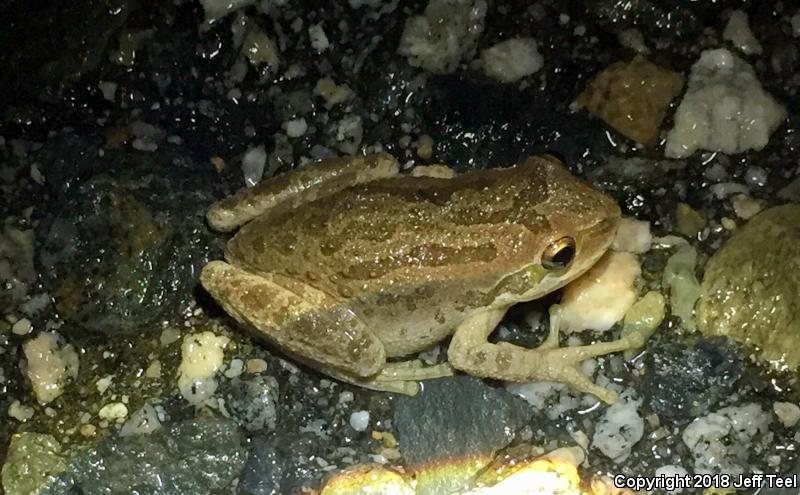 Baja California Treefrog (Pseudacris hypochondriaca)