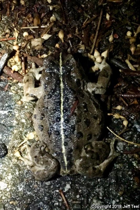 Southern California Toad (Anaxyrus boreas halophilus)