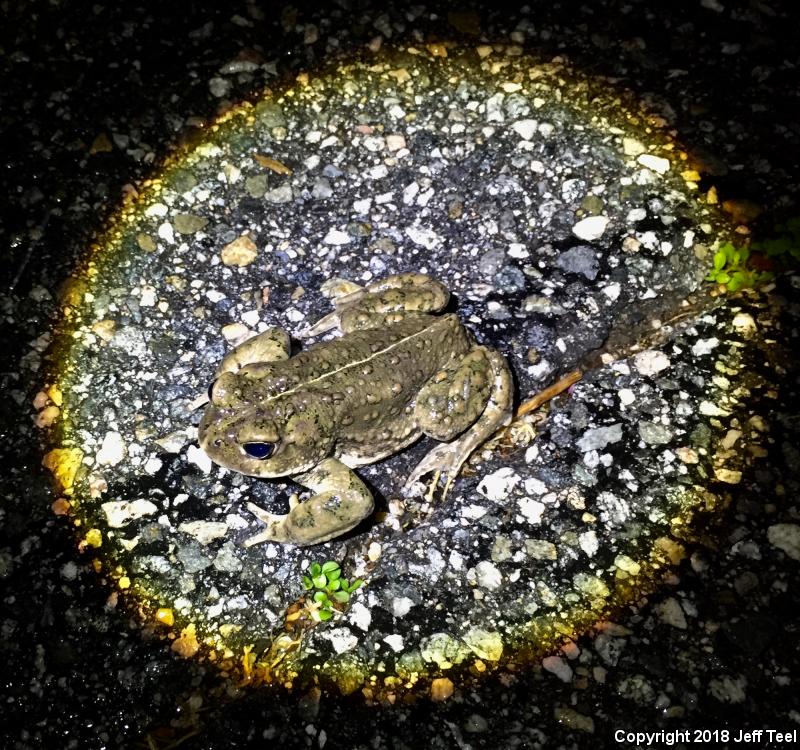 Southern California Toad (Anaxyrus boreas halophilus)