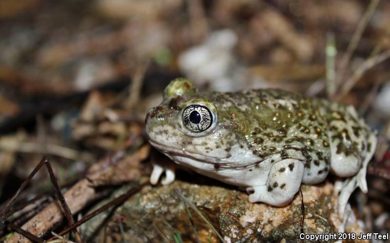 Western Spadefoot (Spea hammondii)