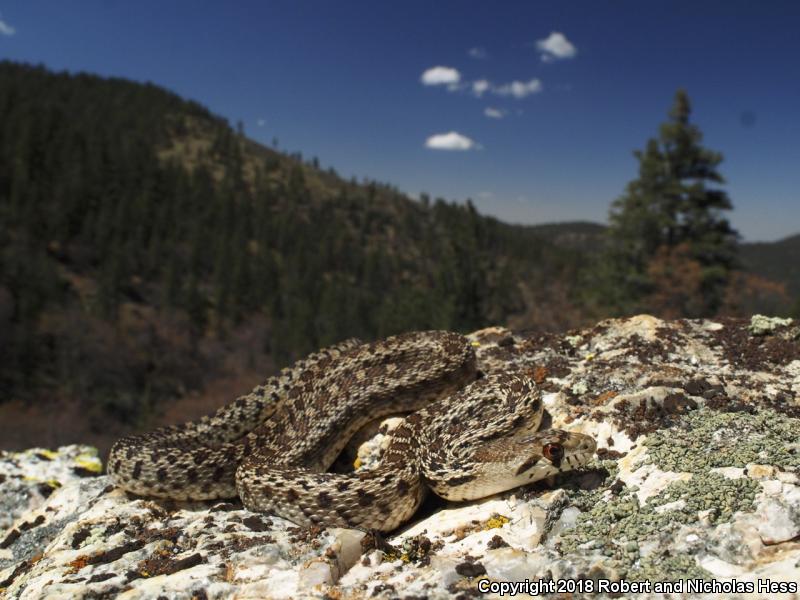 Gopher Snake (Pituophis catenifer)