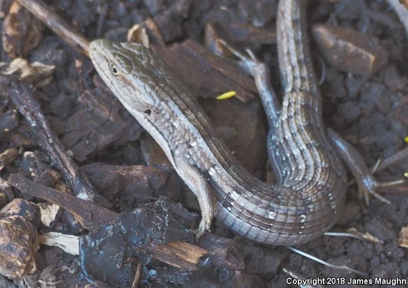 California Alligator Lizard (Elgaria multicarinata multicarinata)