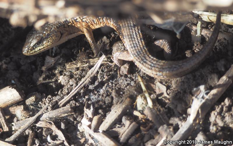 San Francisco Alligator Lizard (Elgaria coerulea coerulea)