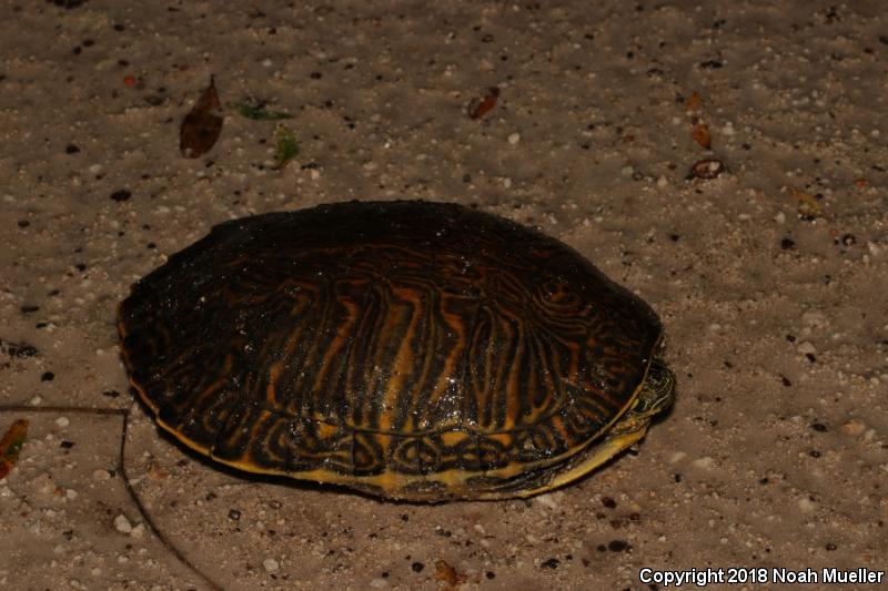 Peninsula Cooter (Pseudemys peninsularis)