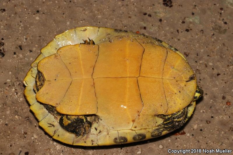 Peninsula Cooter (Pseudemys peninsularis)