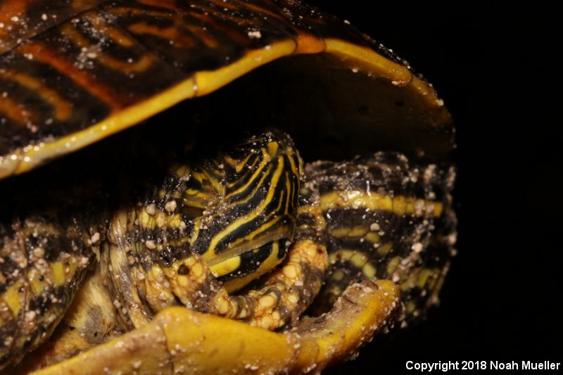 Peninsula Cooter (Pseudemys peninsularis)