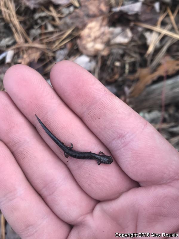 Eastern Red-backed Salamander (Plethodon cinereus)