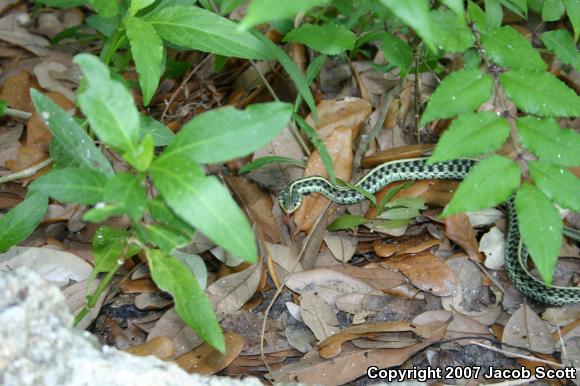 Eastern Gartersnake (Thamnophis sirtalis sirtalis)