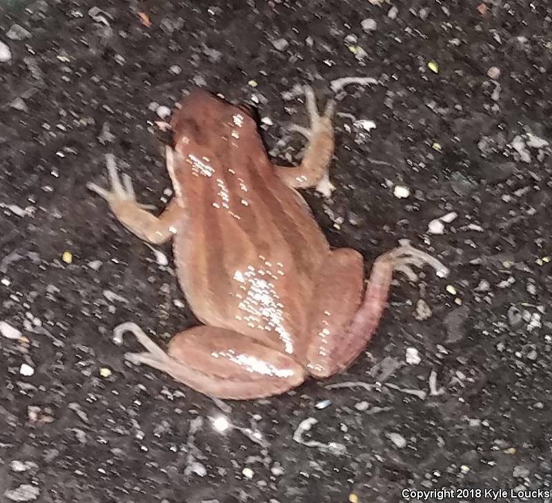 New Jersey Chorus Frog (Pseudacris kalmi)