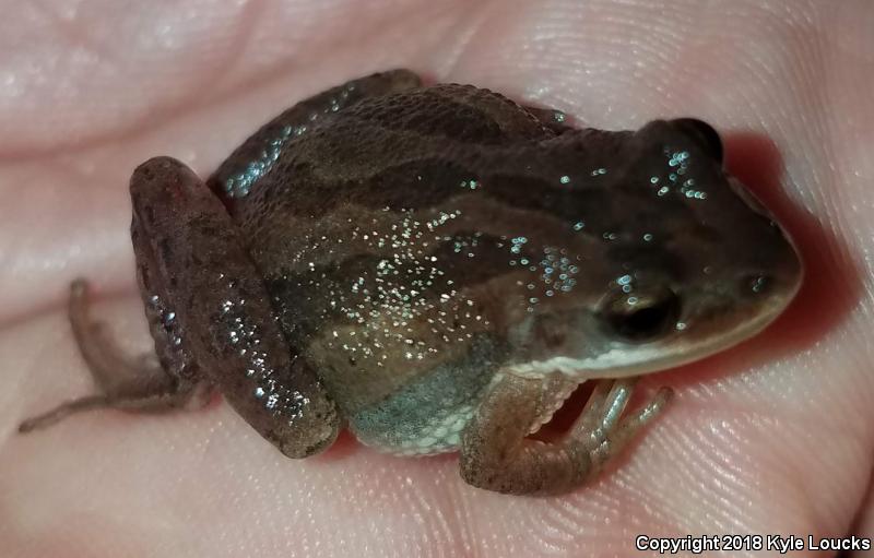 New Jersey Chorus Frog (Pseudacris kalmi)