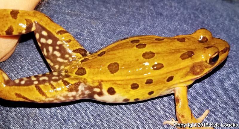 Atlantic Coast Leopard Frog (Lithobates kauffeldi)