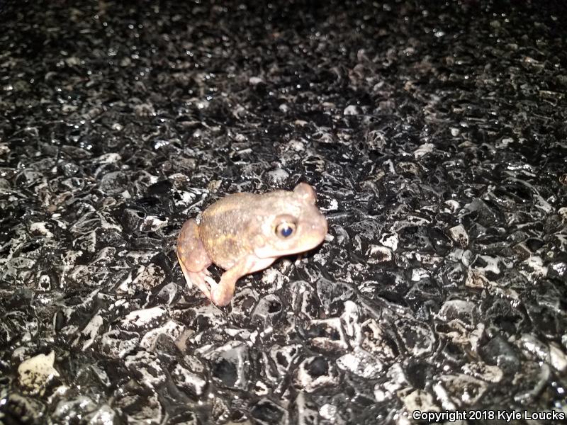 Eastern Spadefoot (Scaphiopus holbrookii)