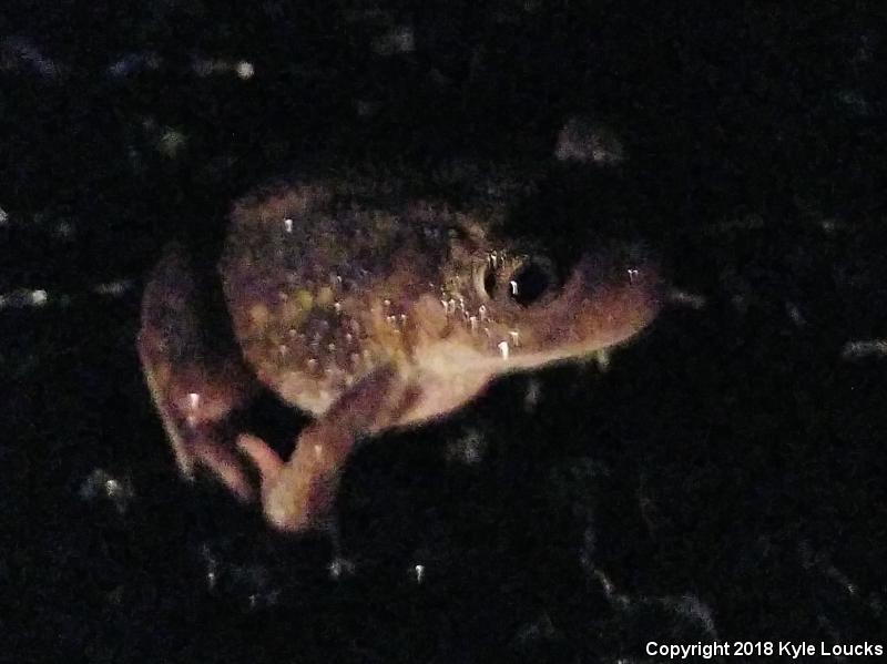 Eastern Spadefoot (Scaphiopus holbrookii)