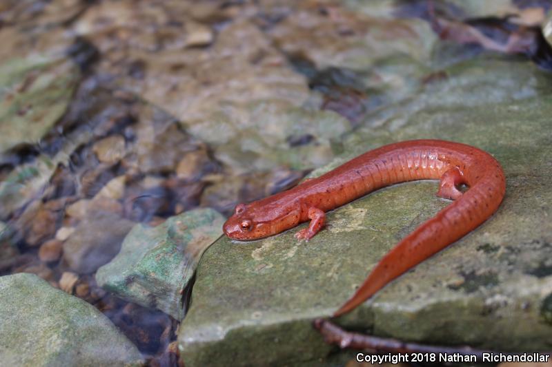 Kentucky Spring Salamander (Gyrinophilus porphyriticus duryi)