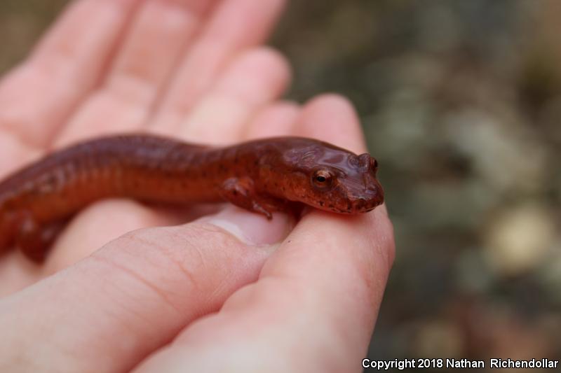 Kentucky Spring Salamander (Gyrinophilus porphyriticus duryi)