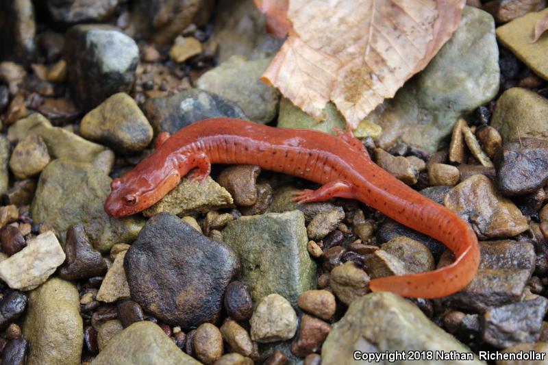 Kentucky Spring Salamander (Gyrinophilus porphyriticus duryi)