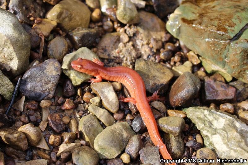 Kentucky Spring Salamander (Gyrinophilus porphyriticus duryi)